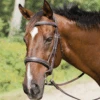 Avignon Wellington Bridle -Cavallo Shop 50002