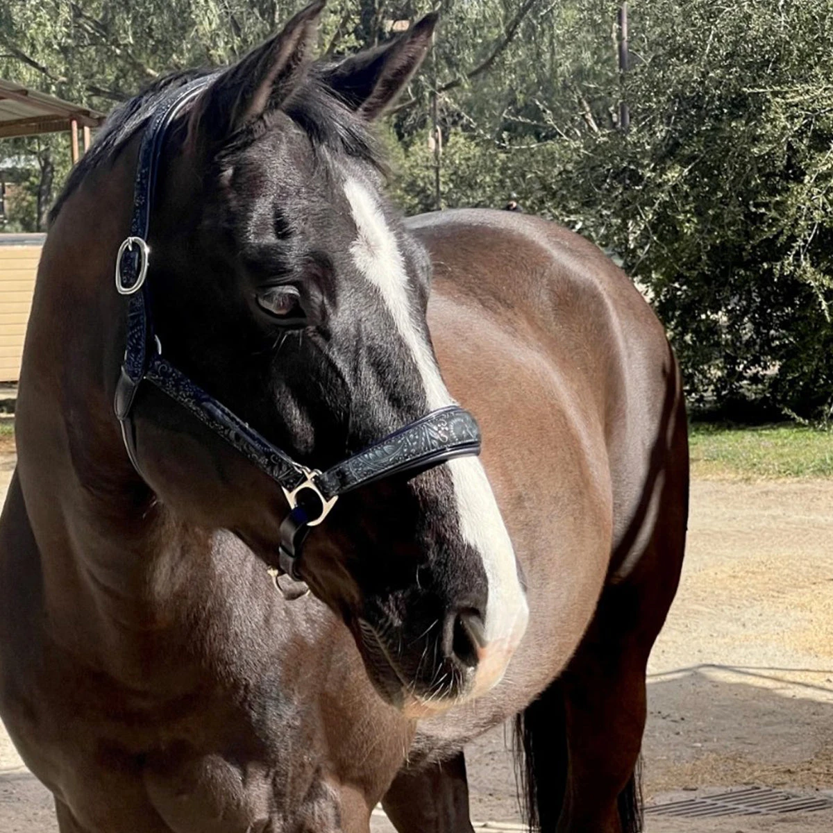 Halter Ego Munich Navy Leather Halter 3 Halter Ego Munich Navy Leather Halter