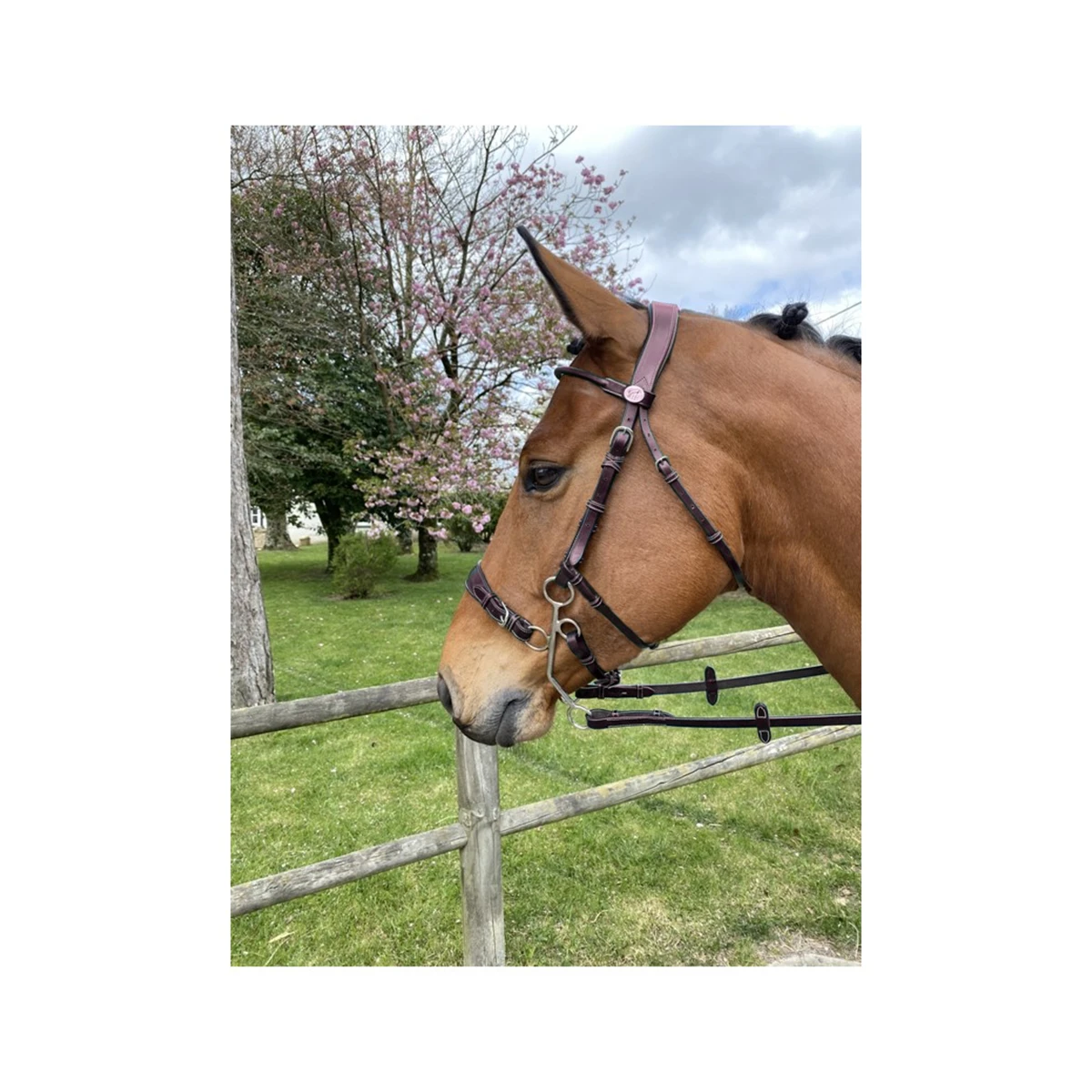 Jump'in Hackamore Bridle - Week Collection 4 Jump'in Hackamore Bridle - Week Collection - Image 2