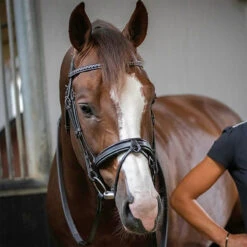 Penelope Daily Bridle -Cavallo Shop Pen Daily 3