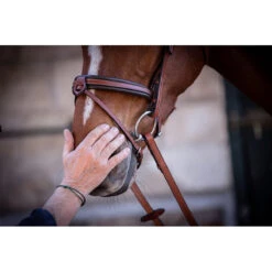 Penelope US Bridle -Cavallo Shop Pen US 4