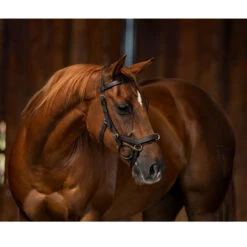 Horseware Rambo Micklem Multibridle 18 Horseware Rambo Micklem Multibridle -Cavallo Shop bridle3 a10bdfc3 d052 4e34 8683 c10830a38526