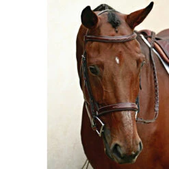 Nunn Finer Caterina Hunter Bridle -Cavallo Shop bridle5 897aa7a3 ce3b 4720 b97d 9e9ac9222f48