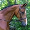 Red Barn By KL Select Synergy Hunter Bridle -Cavallo Shop bridle 28499.1582833778.1280.1280